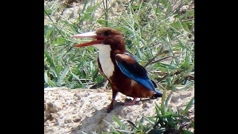White-throated Kingfisher bird video