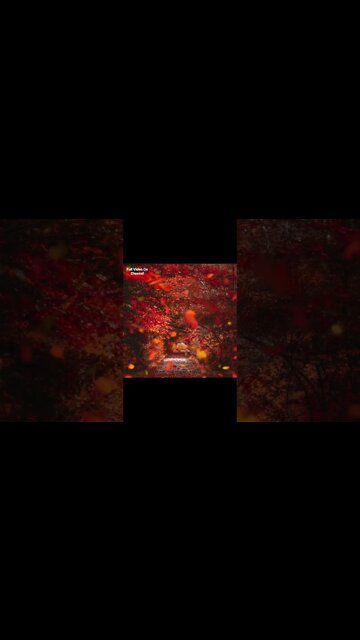 #fall #relaxing #relaxingsoundsforstressrelief #autumnleaves #foliage