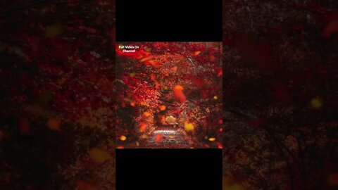 #fall #relaxing #relaxingsoundsforstressrelief #autumnleaves #foliage