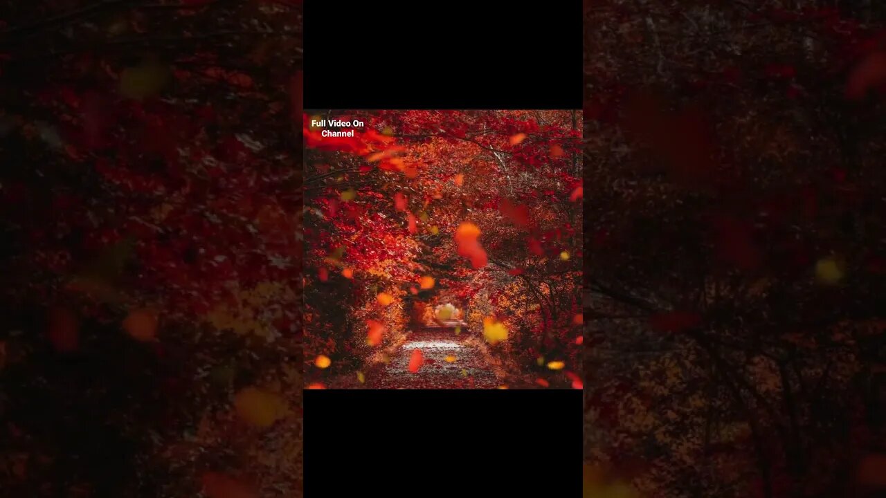 #fall #relaxing #relaxingsoundsforstressrelief #autumnleaves #foliage