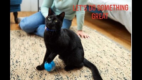 How to train your cat?? Here is soms tips