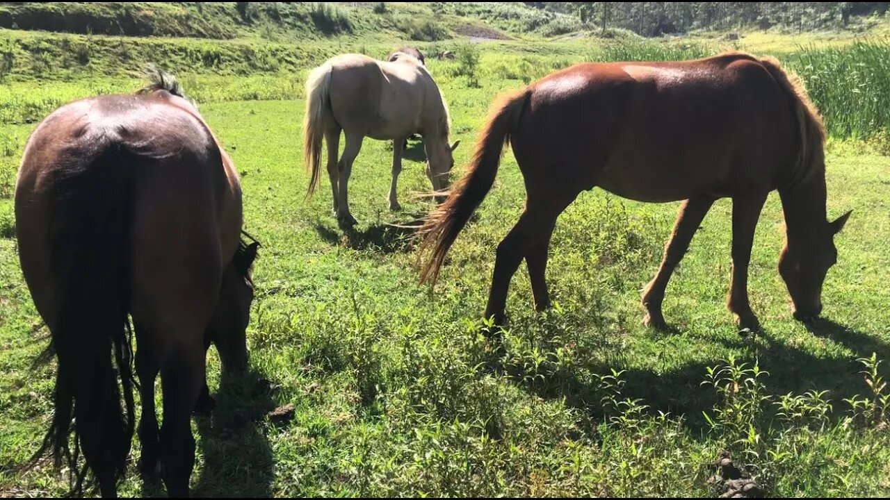 Catch up with the horses
