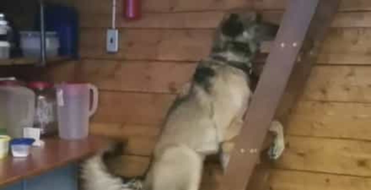 Challenging steps are no obstacle for this dog!