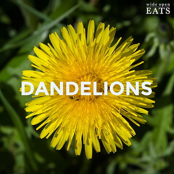 Wild Edible Weeds in Your Backyard