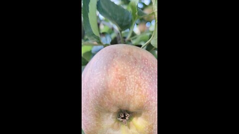 apple