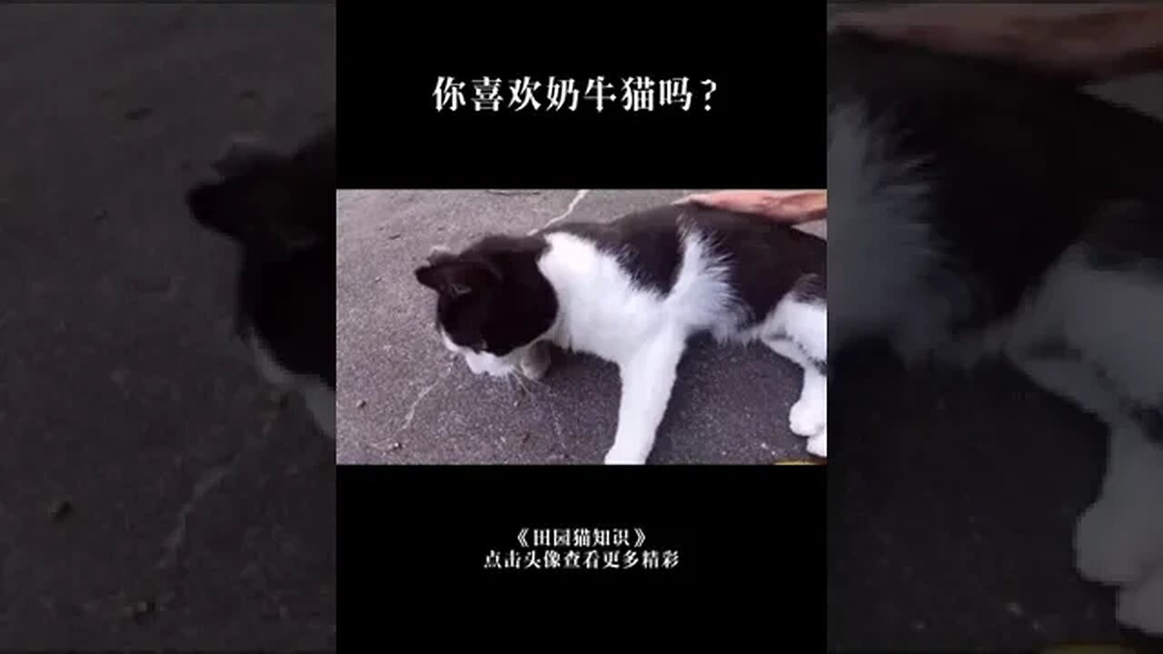 pet knowledge cows,The cat of yuan puzzled