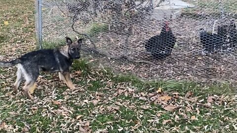 German Shepherd Puppy Playing with Chickens