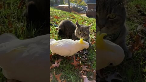 Did he bite him? #cutepets #shorts #parrot #funnyanimals #cat #peachesthecockatoo