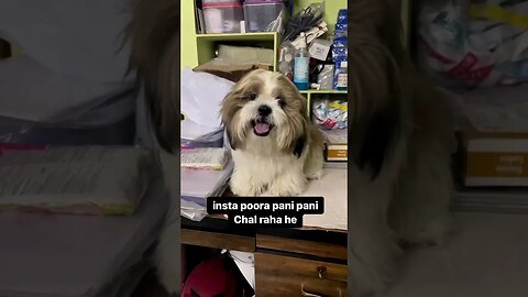 Paani Paani Uncle ji #cute #doglover #funny #dog #shihtzu #trending