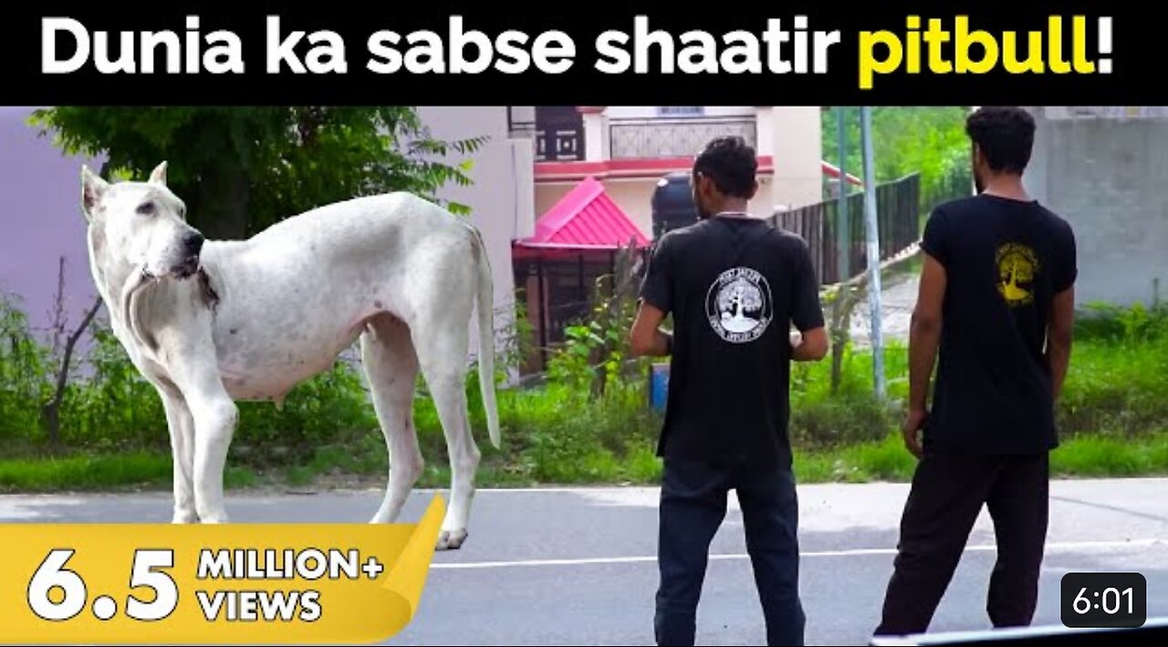 Why did we point a gun at this pitbull in beach rescue?