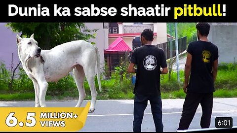 Why did we point a gun at this pitbull in beach rescue?