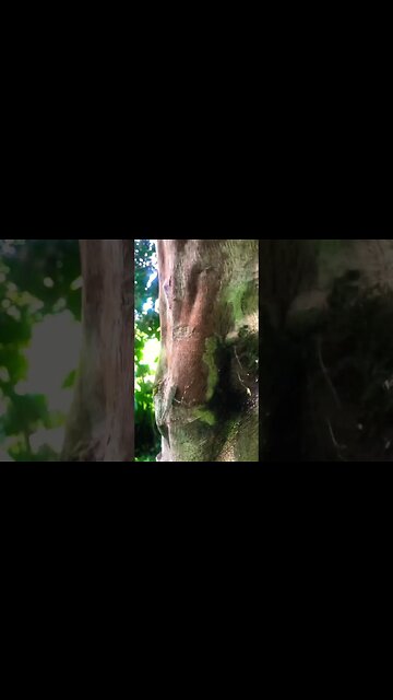 Camo’d Mantis, Amazon Rainforest