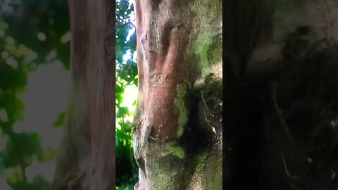 Camo’d Mantis, Amazon Rainforest