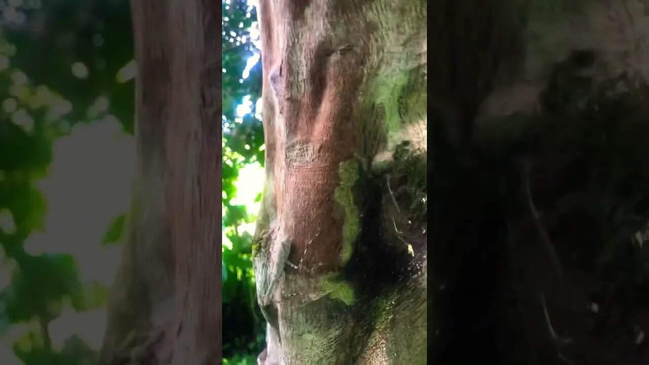 Camo’d Mantis, Amazon Rainforest