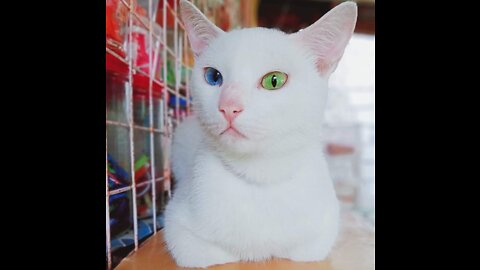 Cat Afroid