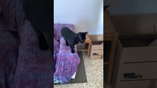 Milo Jump! 😺 #shorts