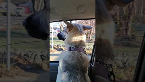 she has dobby ears