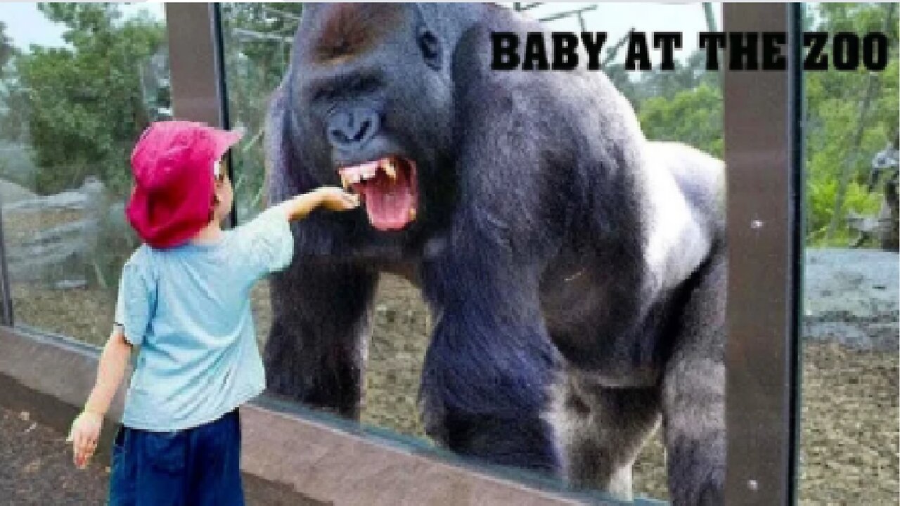 Funny babies at the zoo | Try not to laugh