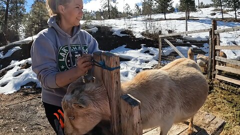 Trimming Hooves & Finishing our Onion Powder