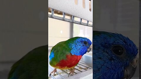 Beautiful Turquoise Parrot l #shorts l #turquoiseparrot l @BikisAviary