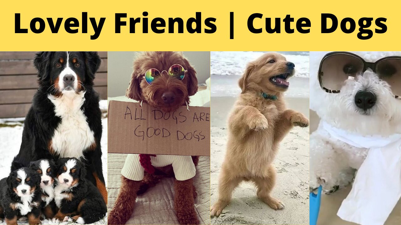 Lovely Friends Cute Dogs | funny dog videos | baby dogs cute and funny 2022-Cool cats BB