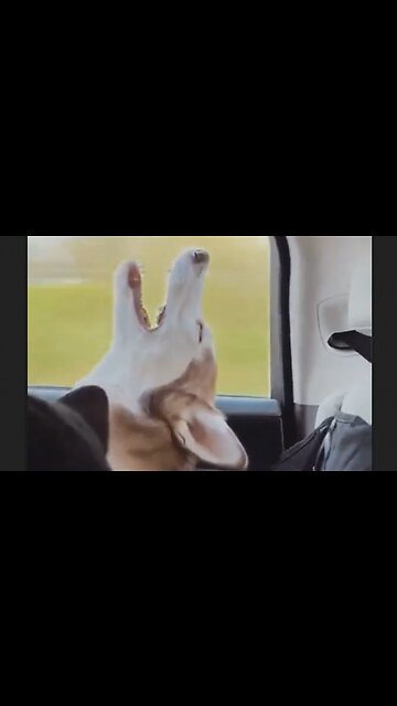 Dogs Can Sleep Anywhere & Anytime, Like Babies - HaloRock