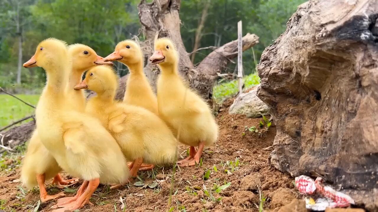 funny animals