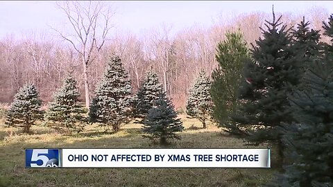 Christmas tree shortage not a problem in Northeast Ohio