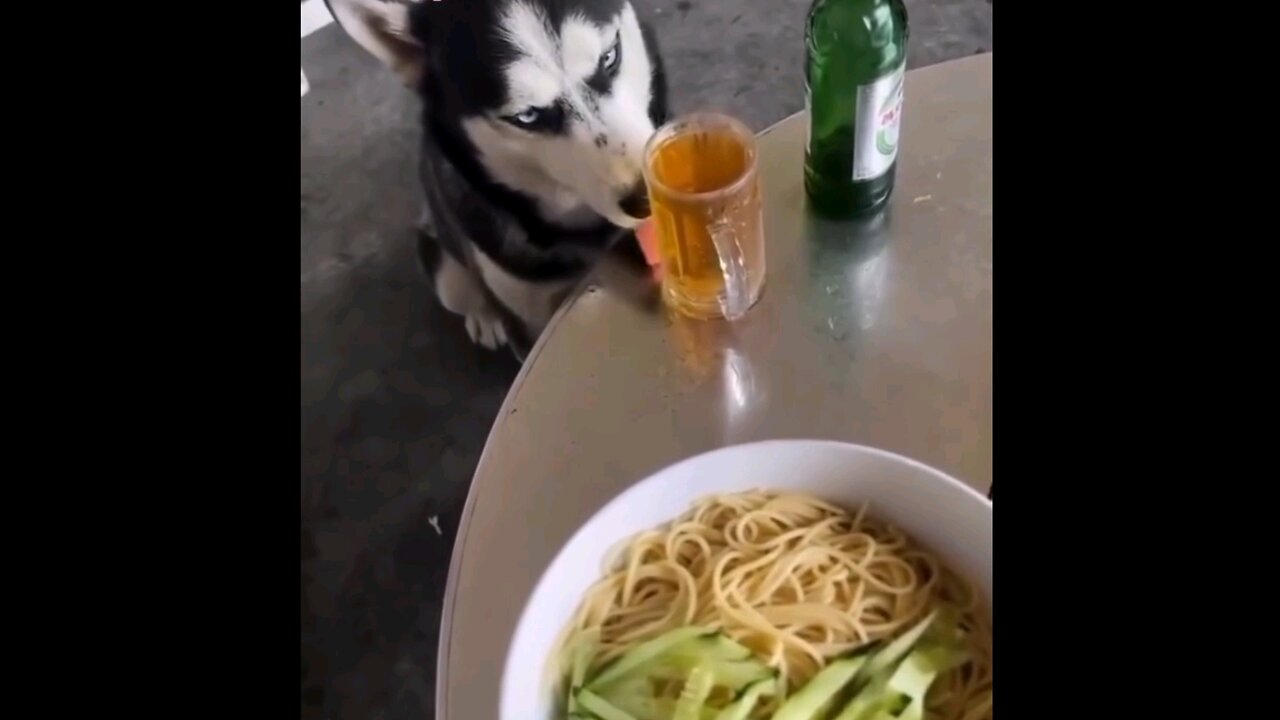 Dog drinking🙈🤦🏻‍♂ trending video