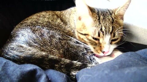 Kitten Takes a Bath