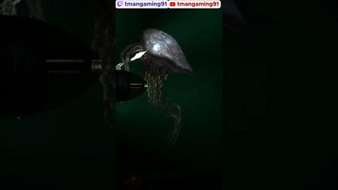 Husk Infection
