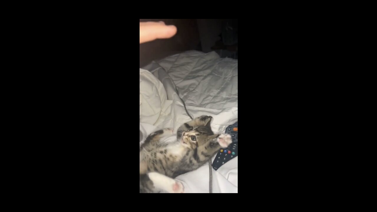 Cute cat 🐱😍
