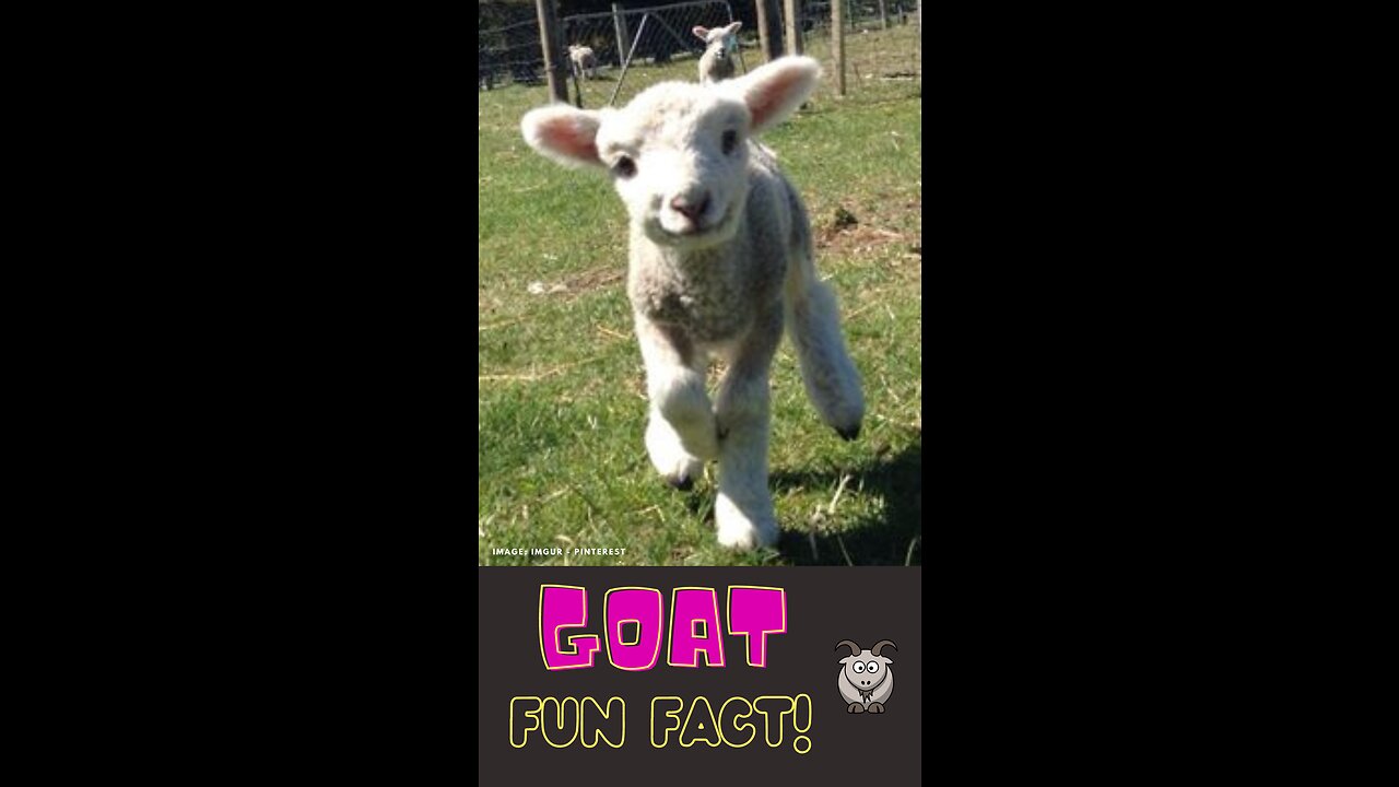 Goats: The Ultimate Adventurers! #funfactforkids #shorts #video