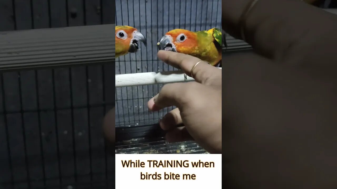 Life of every bird keepers 😂😂 | Birds Bite | #shorts | @BikisAviary