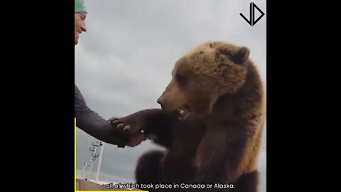 Bears Are BIG BABIES