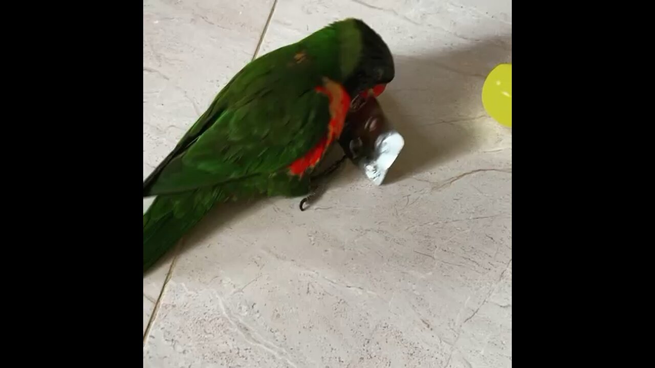 Playtime Chuchu