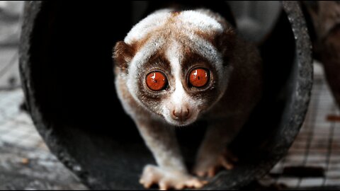 So Adorable Its Almost Unbelievable | Asias Top Animals!