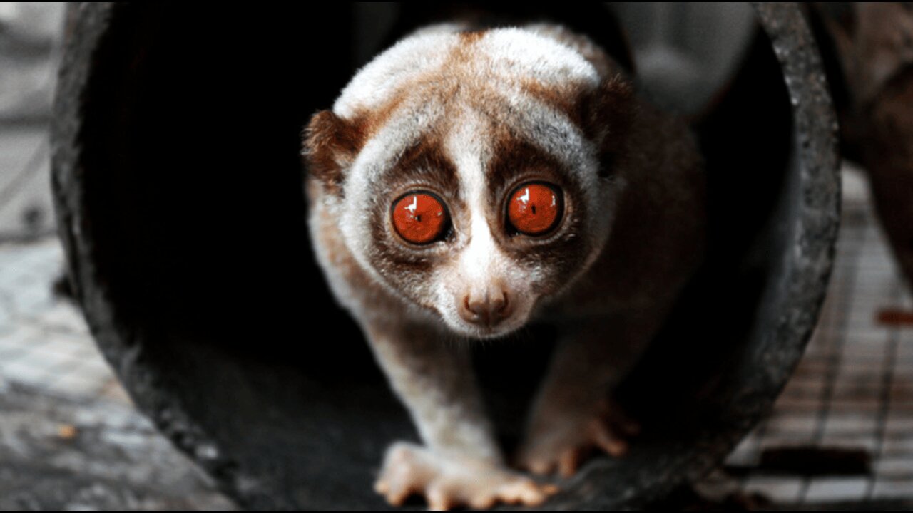 So Adorable Its Almost Unbelievable | Asias Top Animals!