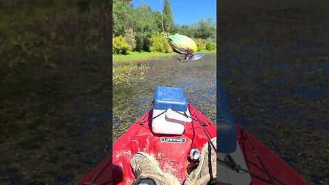 Un-fishable?! Ha! 🎣 #bassfishing #topwater #shorts