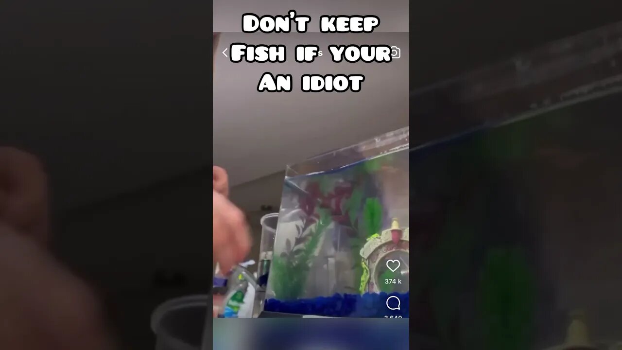 DONT KEEP FISH IF YOUR AN IDIOT #fancygoldfish #goldfishtank #goldfish #goldfishfail #fail