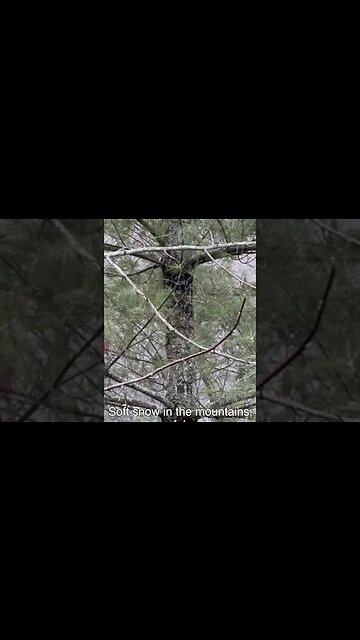 Beautiful and peaceful views of gently snowing scenes in through the trees #shorts