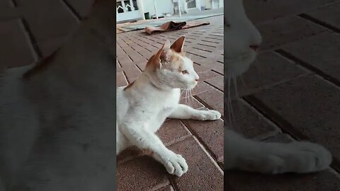 so cute cat. #shorts #viral #indian #bdcommunity #pakistan