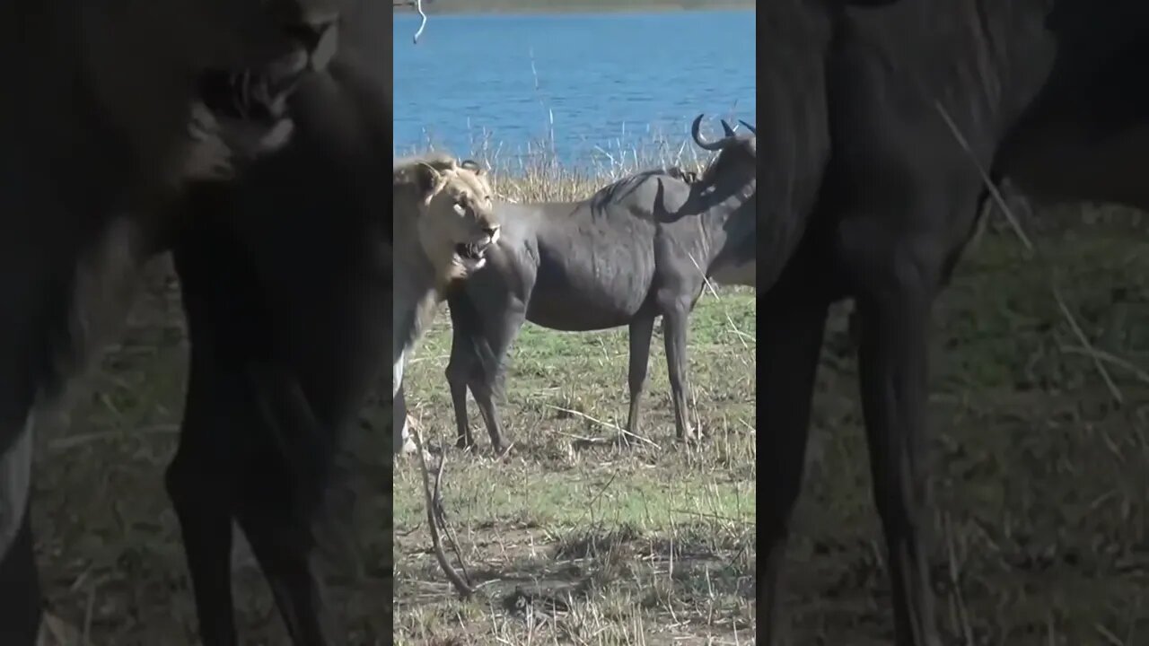 Leões Segurando o Búfalo #shorts