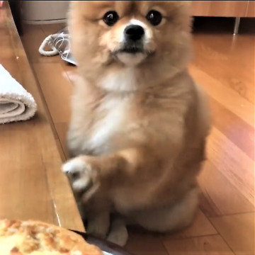 Pomeranian begs for food in cutest way imaginable