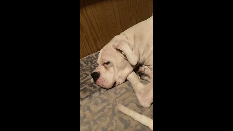 #boxer