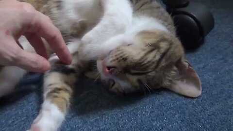 Paws Up or I Will Shoot, Kitty