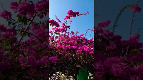 #aesthetic #cinematic #shortsnature