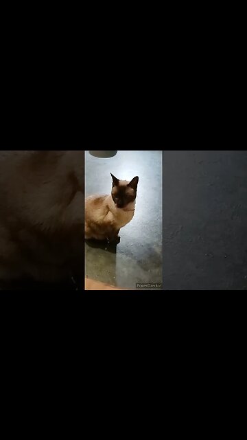 ERNASTINE TRYING TO BE POD BOSS OF THE HOUSE