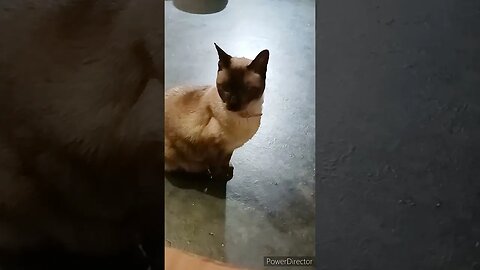 ERNASTINE TRYING TO BE POD BOSS OF THE HOUSE