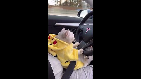 cat try to drive the car funny #funny